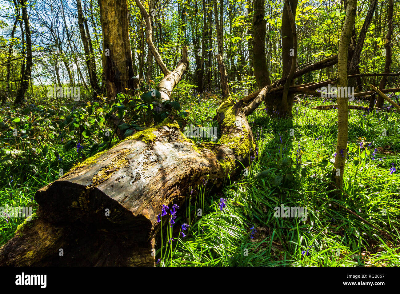 Moss crescente sul registro di un albero abbattuto in un legno di Baggeridge Park Foto Stock
