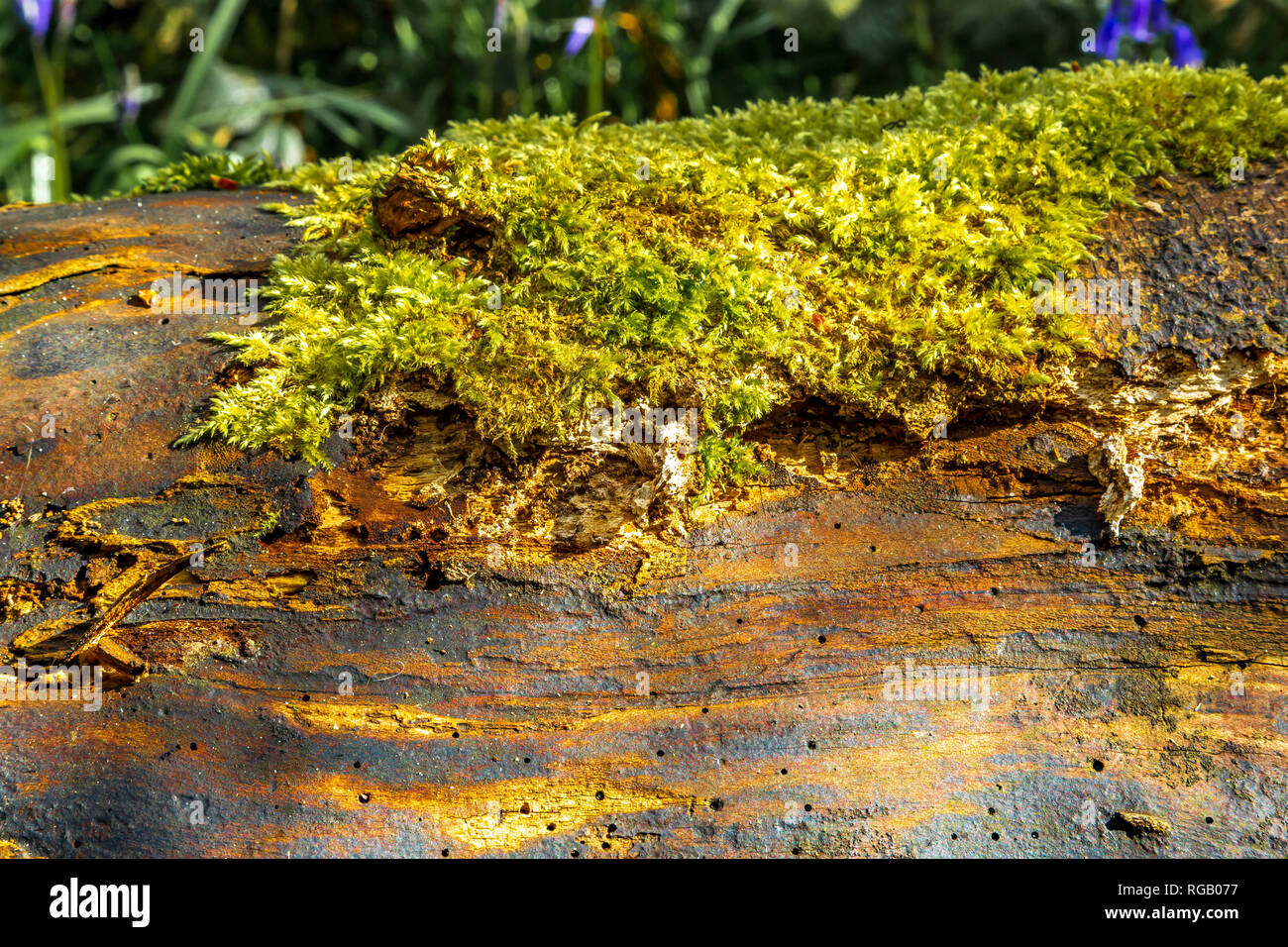 Moss crescente sul registro di un albero abbattuto in un legno di Baggeridge Park Foto Stock
