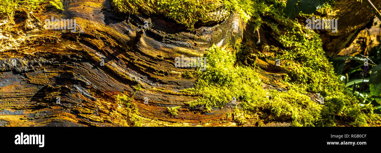 Moss crescente sul registro di un albero abbattuto in un legno di Baggeridge Park Foto Stock
