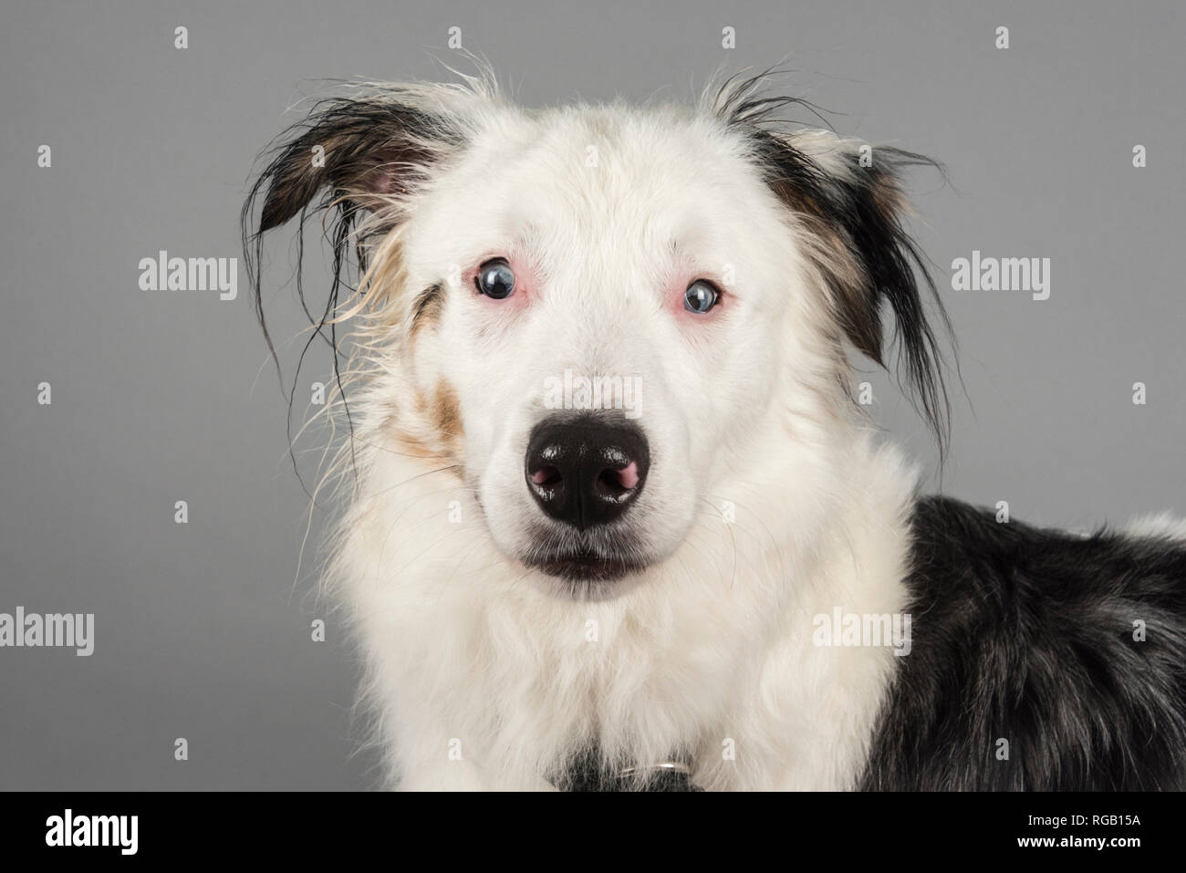 Ex rescue do, tricolore merle, gallese collie che ha Microphthalmus (5 anni). REGNO UNITO. Foto Stock