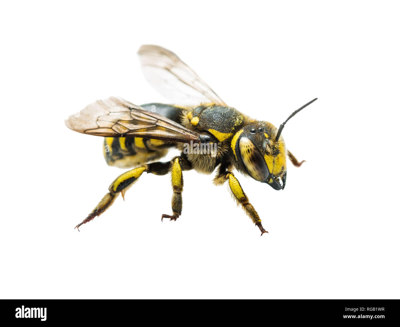 Specie Megachile Leafcutter Bee insetto isolato su bianco Foto Stock