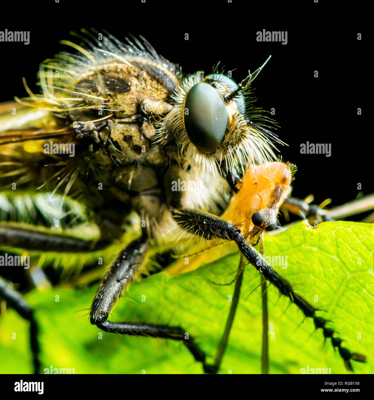 Assassino esotici o brigante Fly Asilidae insetti ditteri con la preda isolati su sfondo nero Foto Stock