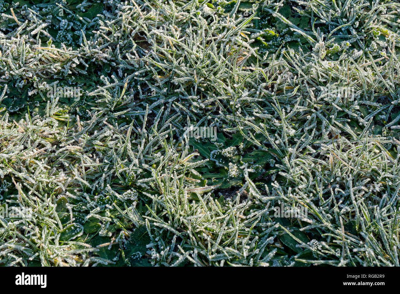 Modello di gelo ricoperto di erba scintillante di sole. Foto Stock