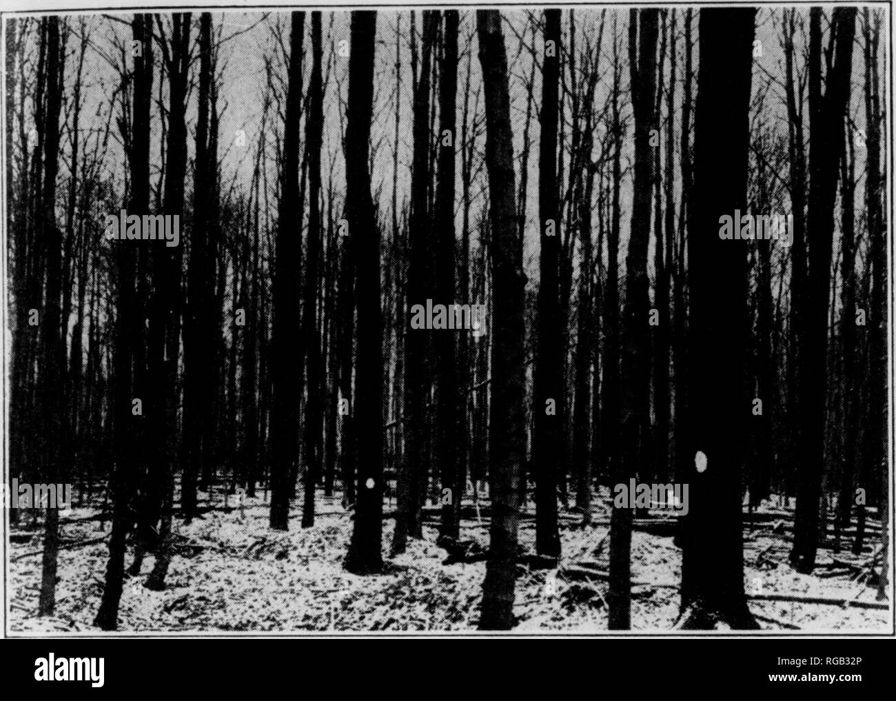 . Bollettino (Pennsylvania Dipartimento delle foreste e delle acque), n. 46-50. Le foreste e la silvicoltura. Fig. 10 un 30-Year-Old Stand, rrincipally Betulla nera, con una media di 3,4 pollici m Dmmeter e 40 piedi di altezza. Esso contiene 1,476 alberi per acro con un totale di 1 olumc di 12,223 piedi cubici. i ^^I^ Beecii-Bikcii-acero tipo di foresta in Pennsylvania 21. Fig. 11. Una 40-Year-Old stand, principalmente di amarena e Maple, con una media di 6,5 pollici di diametro e 62 piedi di altezza. Questo supporto contiene 680 alberi per acro con un Vohime totale di 5,254 Cub"o piedi.. Si prega di notare che queste immagini vengono estratte p. Foto Stock