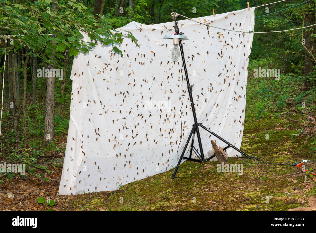 Cicale periodiche hatchinga e arrampicarsi su foglio a vapore di mercurio di installazione luce significava per nightlighting per falene. Powells Valley, Pennsylvania, Ju Foto Stock