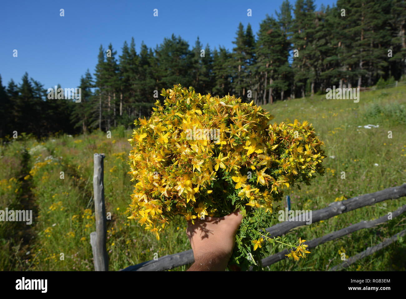 Hypericum perforatum herb Foto Stock