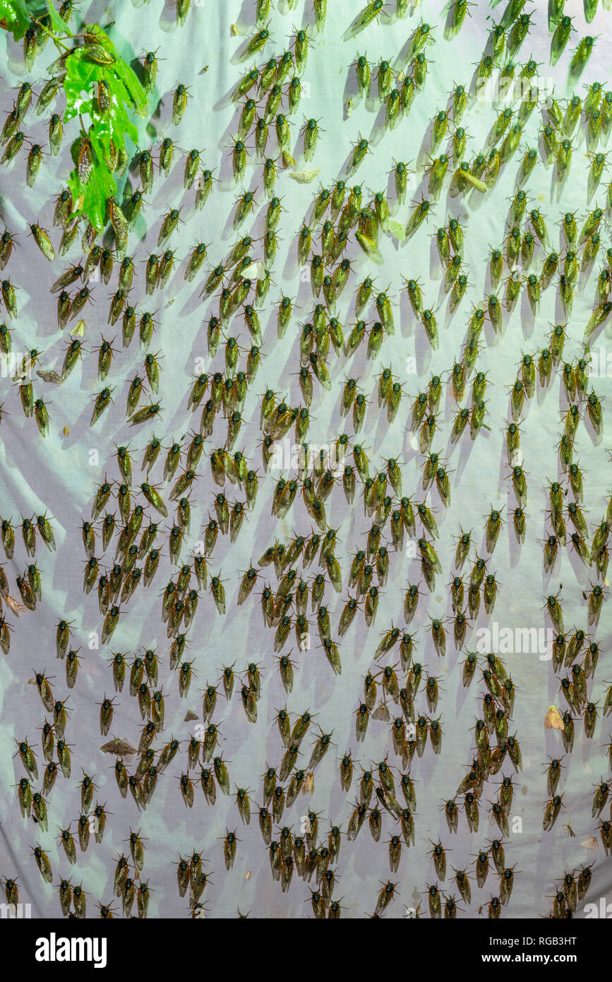 Cicale periodiche schiuse adulti attratti da vapori di mercurio setup di illuminazione originariamente significava per attirare falene. Powells Valley, Pennsylvania, Giugno. Foto Stock