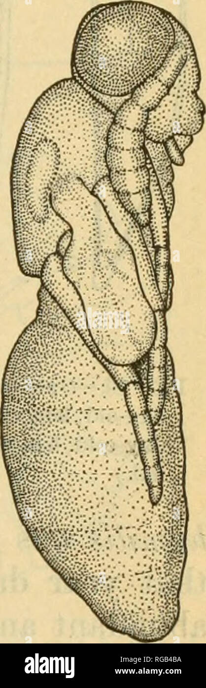 . Bollettino dell'U.S. Dipartimento di Agricoltura. L'agricoltura. Mosca mediterranea degli agrumi nelle Hawaii. 85 femori, ma le tibiae e tarso sono più giallastra. Lunghezza del corpo circa 2 mm. Per la descrizione originale vedere bollettino del labora- torio di Zoologia, Portici, volume 9, pagina 374 (1914-15). Uovo.-l'uovo è bianco puro, circa 0,11 mm. lungo e sagomato come mostrato in figura 17, d. Larva.-ben coltivate larva è bianco e grub-simili, circa 1,8 mm. lungo (fig. 17. a). Quando visto dal di sopra, spiracles sono evidenti sui segmenti 3-9 (fig. 17, b). Le mandibole sono microscopiche (fig. 17, c). Quando il primo hatc Foto Stock