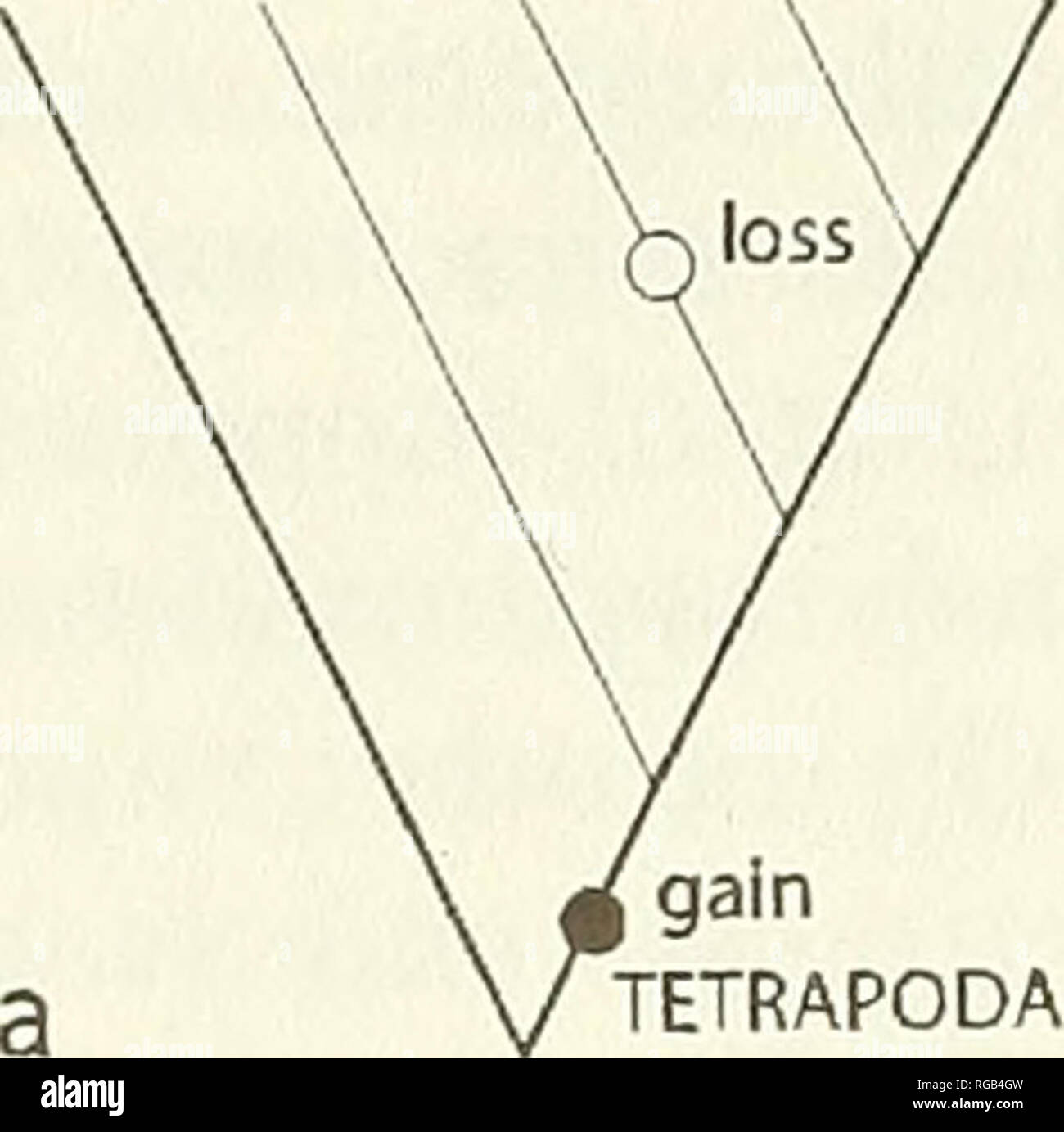 . Il bollettino della nomenclatura zoologica. Zoologia. ///// / Guadagno TETRAPODA. Si prega di notare che queste immagini vengono estratte dalla pagina sottoposta a scansione di immagini che possono essere state migliorate digitalmente per la leggibilità - Colorazione e aspetto di queste illustrazioni potrebbero non perfettamente assomigliano al lavoro originale. Commissione internazionale sulla nomenclatura zoologica. Londra : la fiducia internazionale di nomenclatura zoologica Foto Stock
