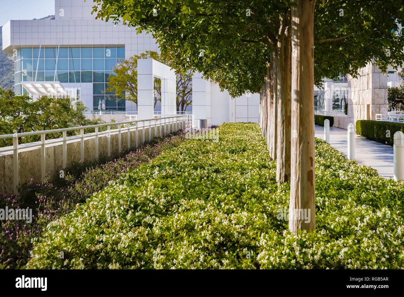 Giugno 8, 2018 Los Angeles / CA / STATI UNITI D'AMERICA - Decorative di alberi di mirto e stella fiori di gelsomino al Getty Center Foto Stock