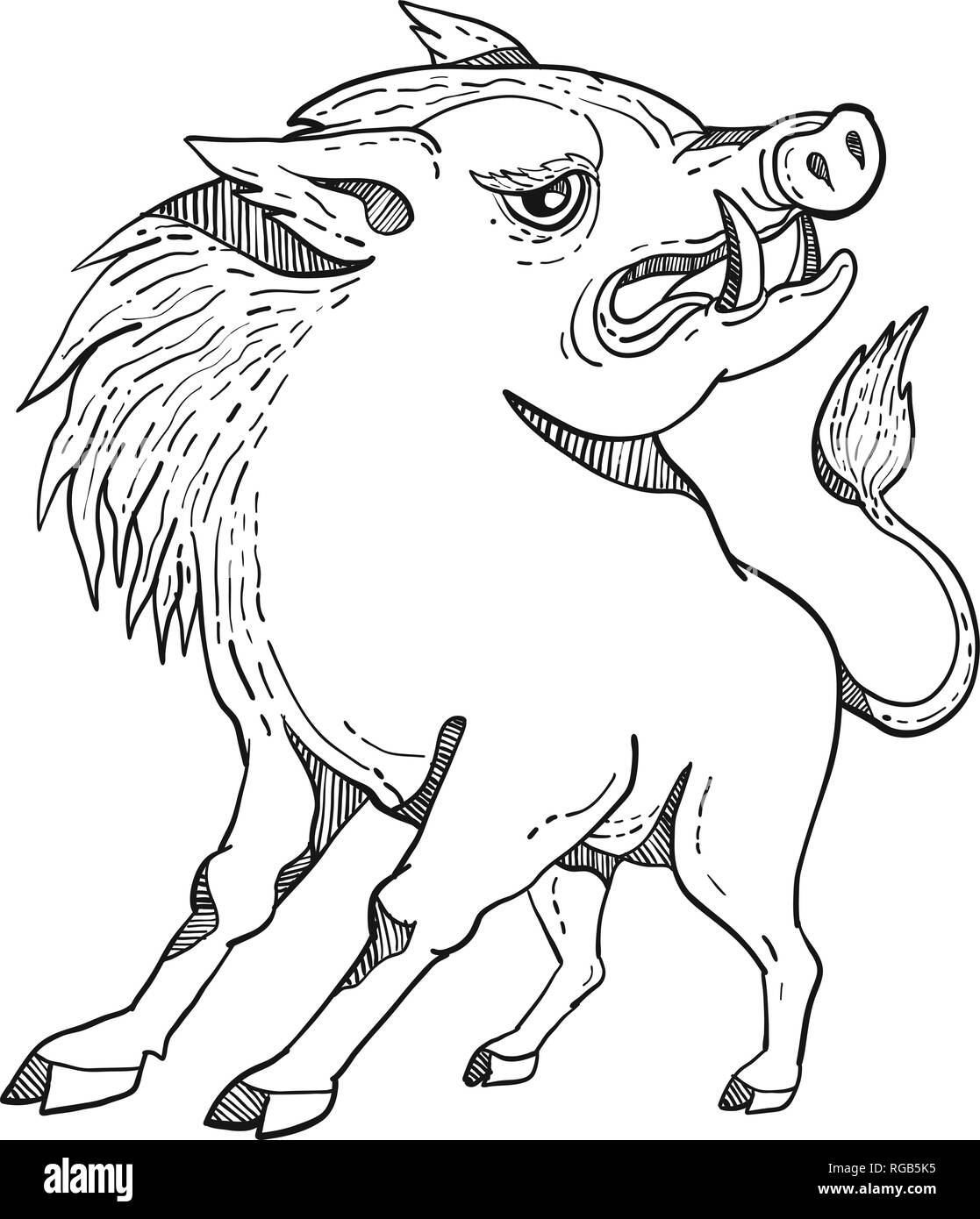 Doodle arte illustrazione di un razorback, maiale selvatico Cinghiale o Maiale guardando a lato su sfondo isolato fatto in bianco e nero in stile caricatura. Illustrazione Vettoriale