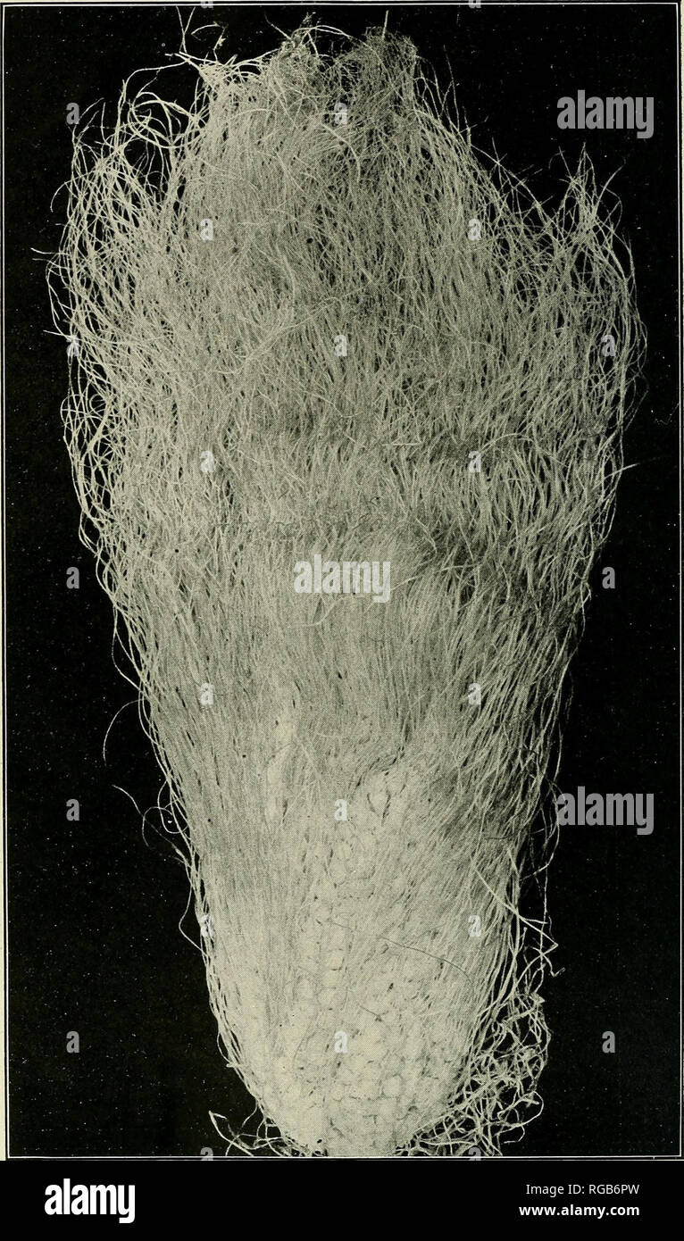. Bollettino dell'U.S. Dipartimento di Agricoltura. Agricoltura; l'agricoltura. Bui. 971, U. S. Dipartimento di Agricoltura. Piastra.. Un orecchio Ramose di granturco, mostrando profusa sete. I tessuti di seta su questo orecchio erano detenniiied dal conte da 4.700. (Dimensione naturale.). Si prega di notare che queste immagini vengono estratte dalla pagina sottoposta a scansione di immagini che possono essere state migliorate digitalmente per la leggibilità - Colorazione e aspetto di queste illustrazioni potrebbero non perfettamente assomigliano al lavoro originale. Stati Uniti. Dipartimento di Agricoltura. [Washington, D. C. ?] : il dipartimento : Supt. di Docs. , G. P. O. Foto Stock