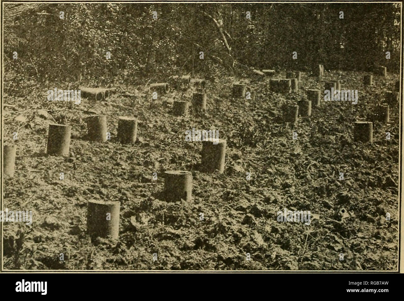. Bollettino dell'U.S. Dipartimento di Agricoltura. Agricoltura; l'agricoltura. Fig. 1.-Impianto di udo " nei boschi", Chevy Chase, Md., Ottobre 12, 1909, dal seme piantato nella primavera del 1906, mostrando il carattere ornamentale della crescita. Fig. 2.-campo di udo a Chevy Chase, Md., mostrando draintiles utilizzato per sbollentare i germogli in primavera.. Si prega di notare che queste immagini vengono estratte dalla pagina sottoposta a scansione di immagini che possono essere state migliorate digitalmente per la leggibilità - Colorazione e aspetto di queste illustrazioni potrebbero non perfettamente assomigliano al lavoro originale. Stati Uniti. Dipartimento di Ag Foto Stock