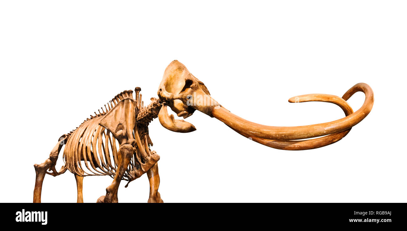 Mammut lanosi scheletro Foto Stock