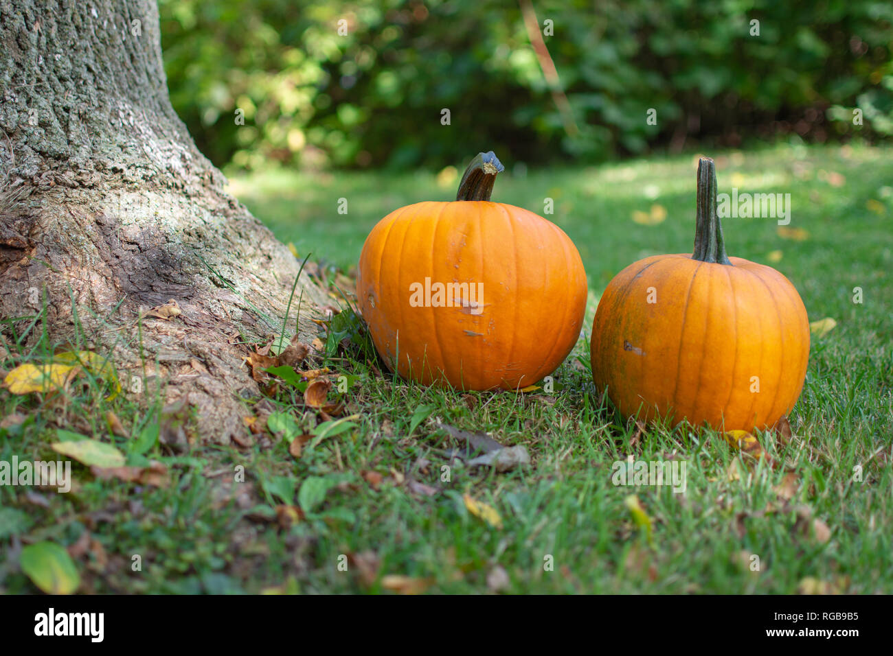 Due zucche seduti sul prato verde con foglie accanto alla base di un albero. Foto Stock