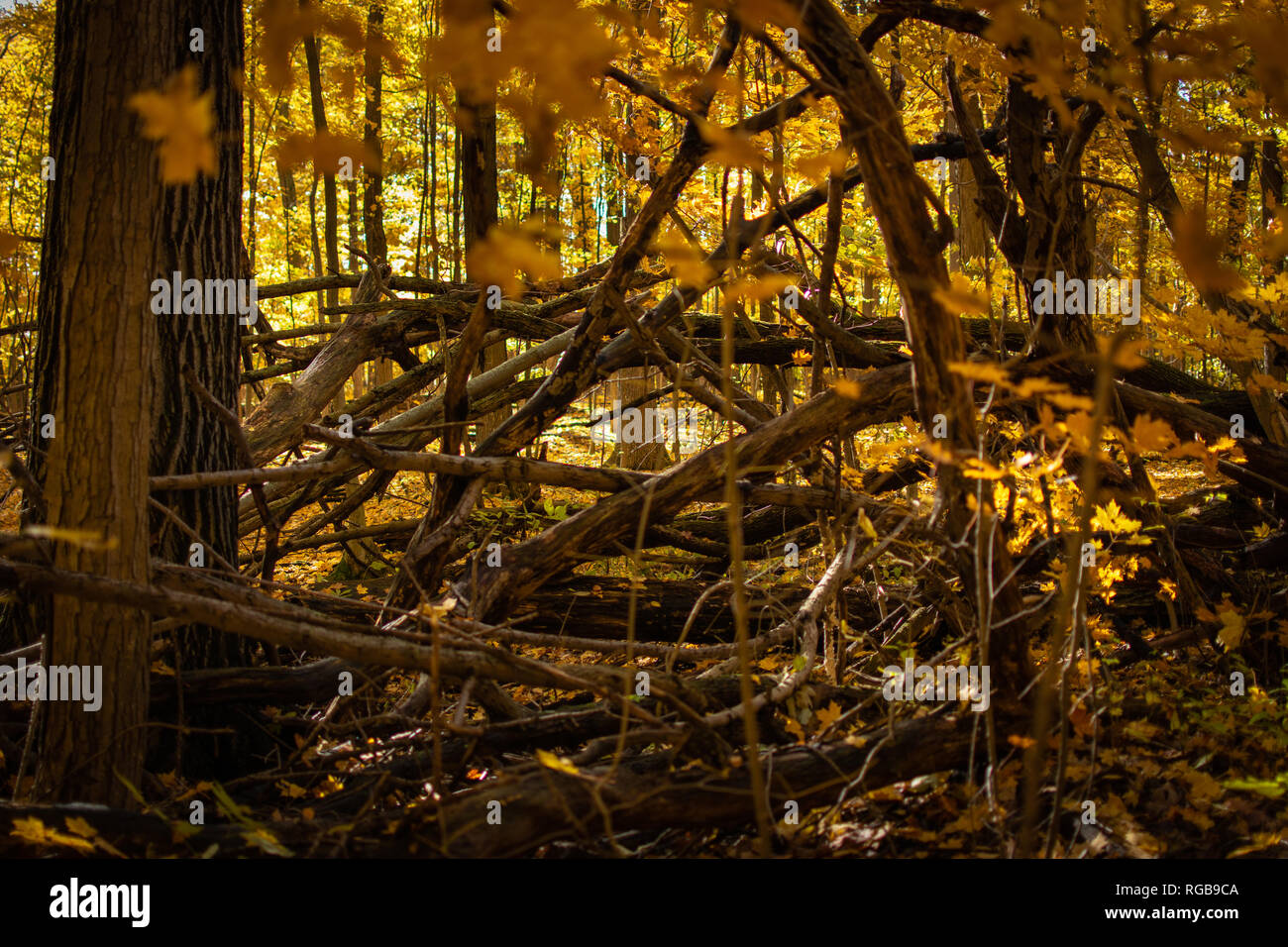 Guardando attraverso i rami morti di un albero caduto visto durante una passeggiata nei boschi in una soleggiata giornata di caduta. Foto Stock