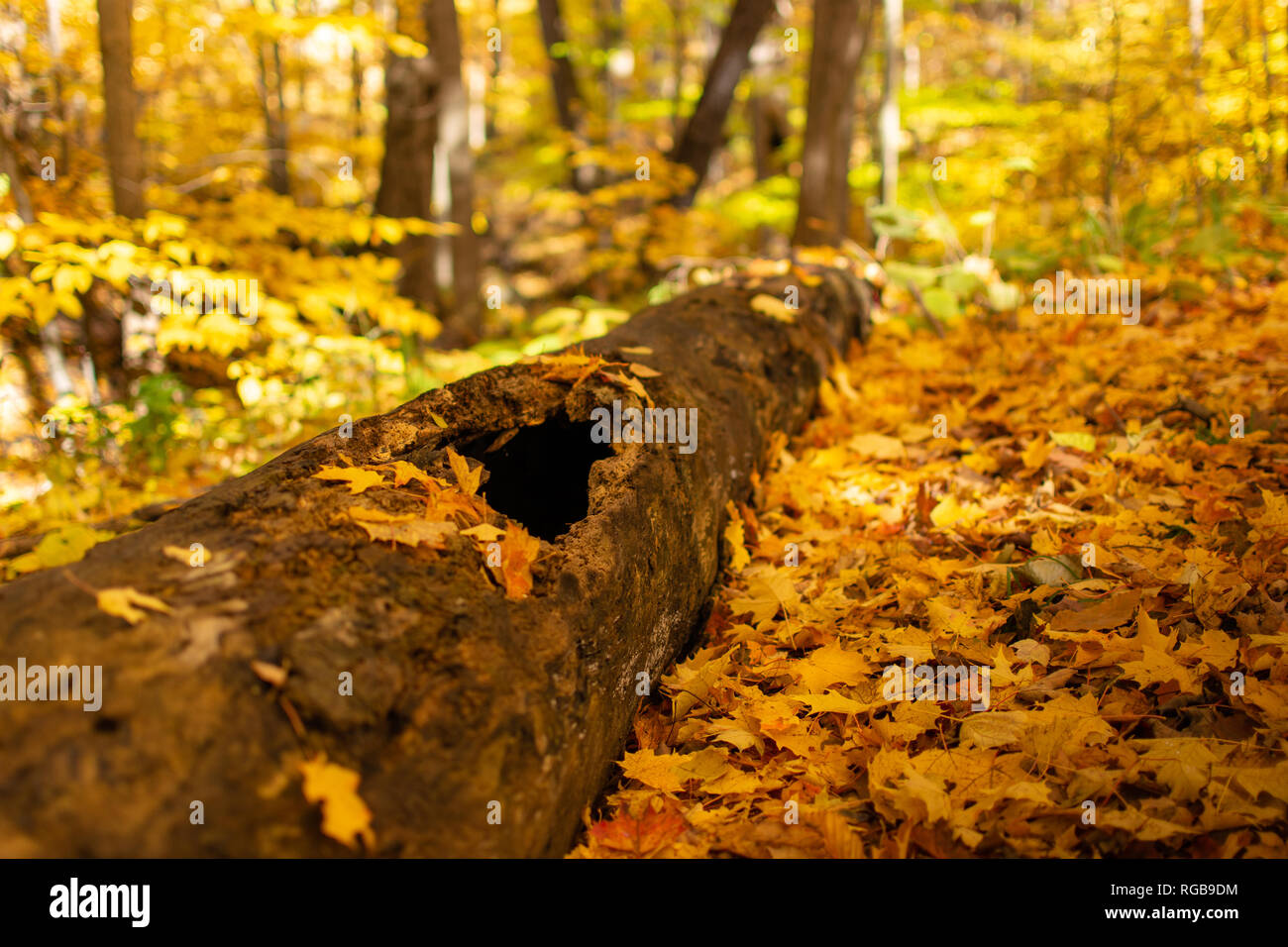 Un marciume log sul suolo della foresta con un foro tra le foglie di giallo. Foto Stock