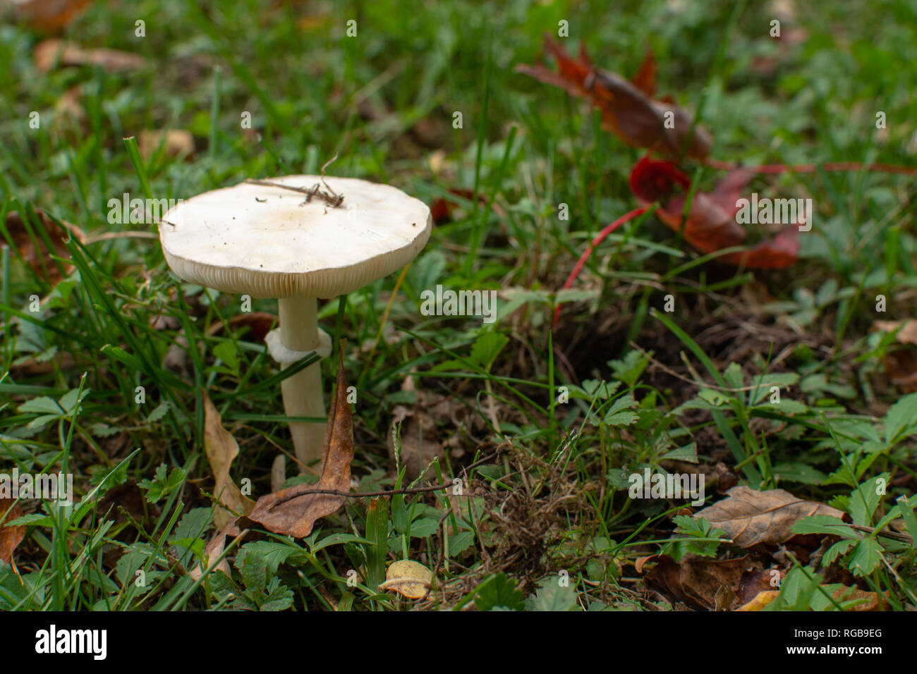 Un bianco flat top fungo con le branchie crescendo in erba verde con marrone e rosso foglie secche. Foto Stock