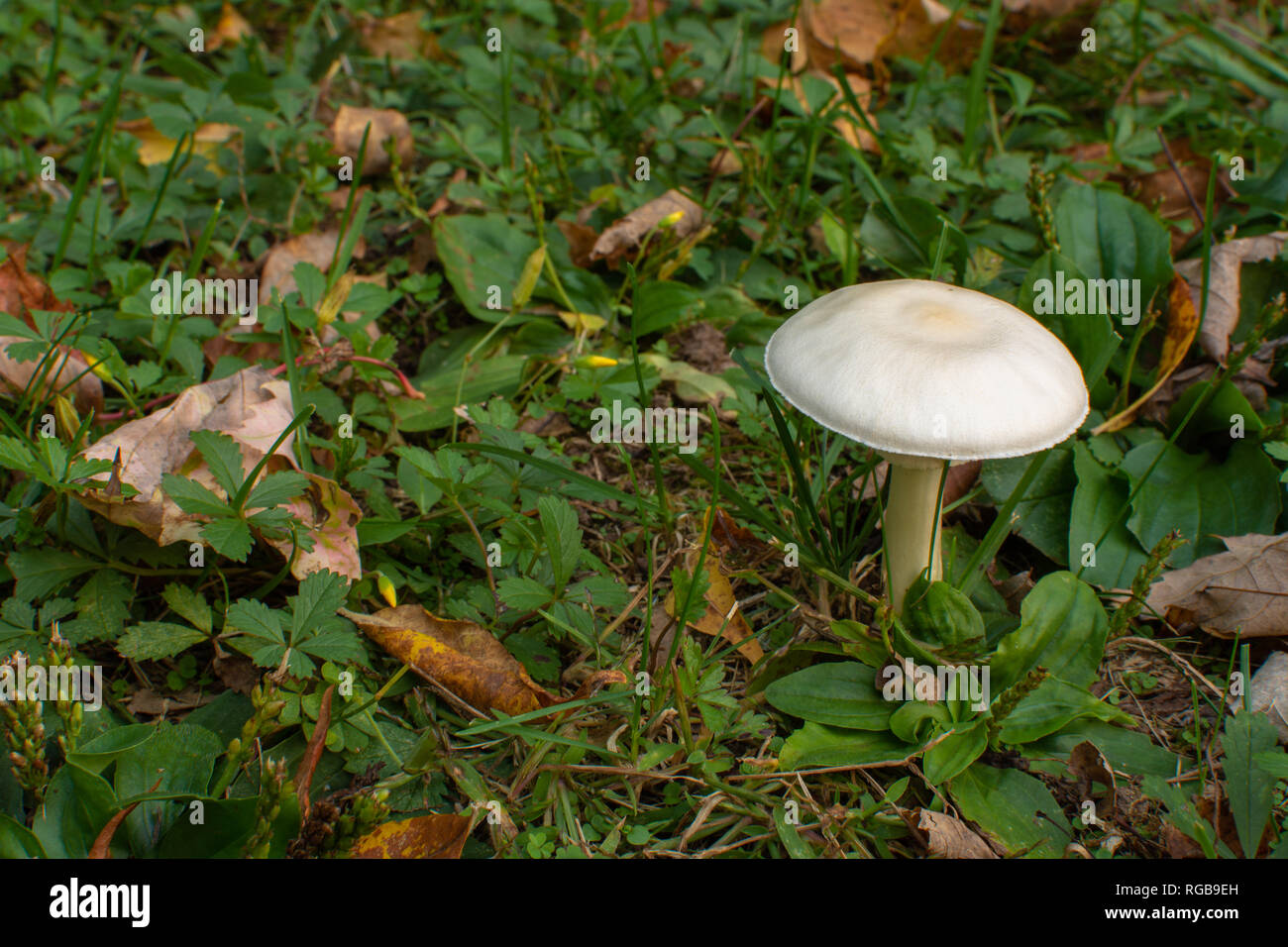 Un fungo bianco che cresce in quantità di malerbe marrone con foglie secche. Foto Stock