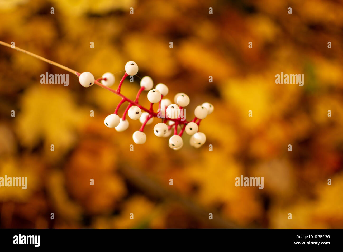 Le bacche bianche da Red vimini Sanguinello boccola con una foglia di colore arancione su sfondo di una soleggiata giornata caduta mentre passeggiate nei boschi. Foto Stock