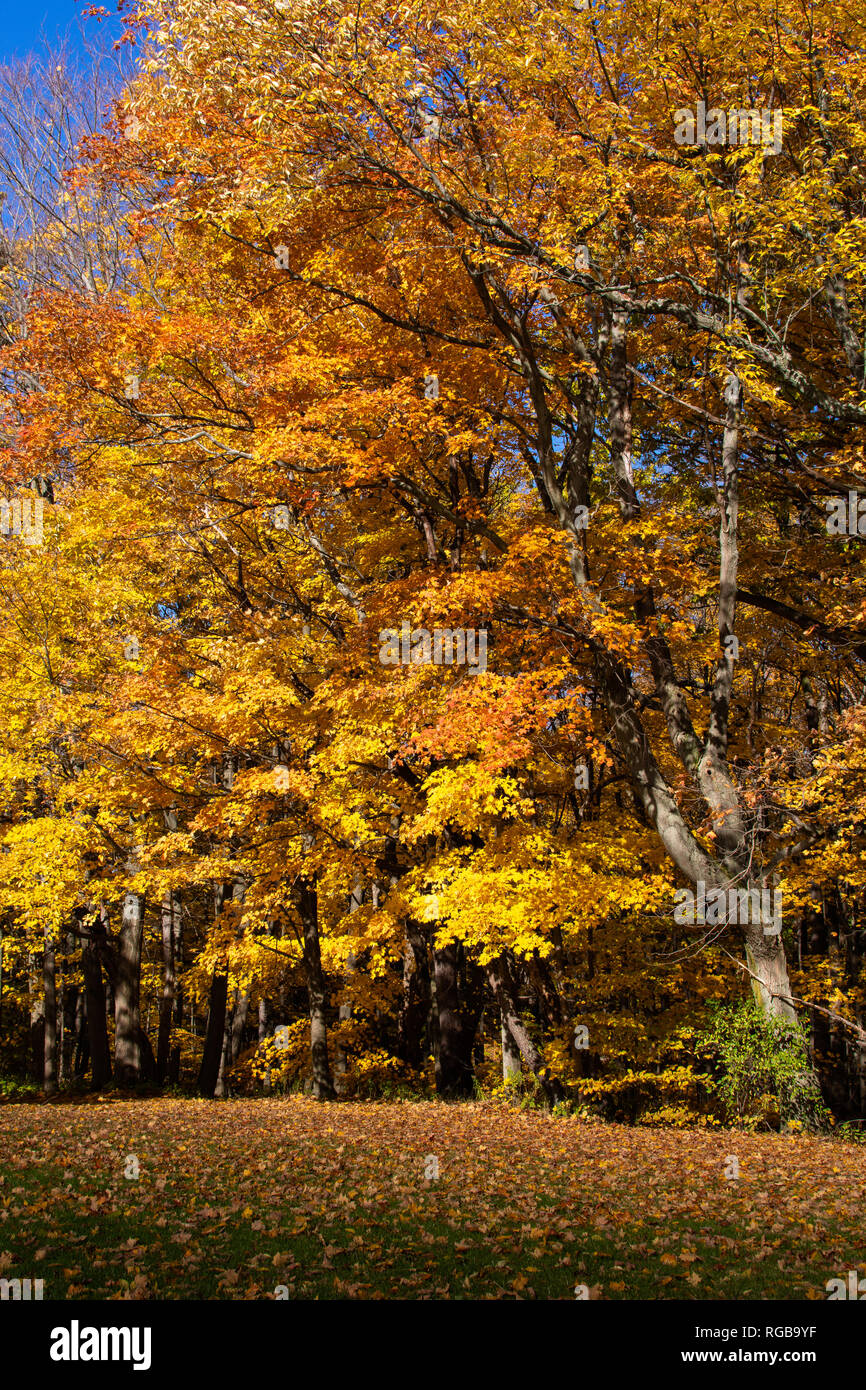 La woodline di un parco con alberi secolari abbandonando la loro arancio e giallo foglie durante la stagione autunnale in una giornata di sole. Foto Stock