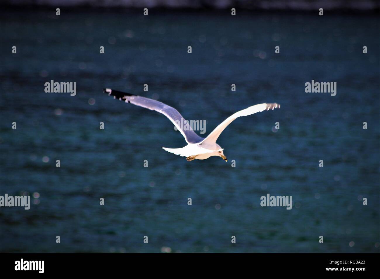 Aringa Gull presso il Fiume Colorado Foto Stock