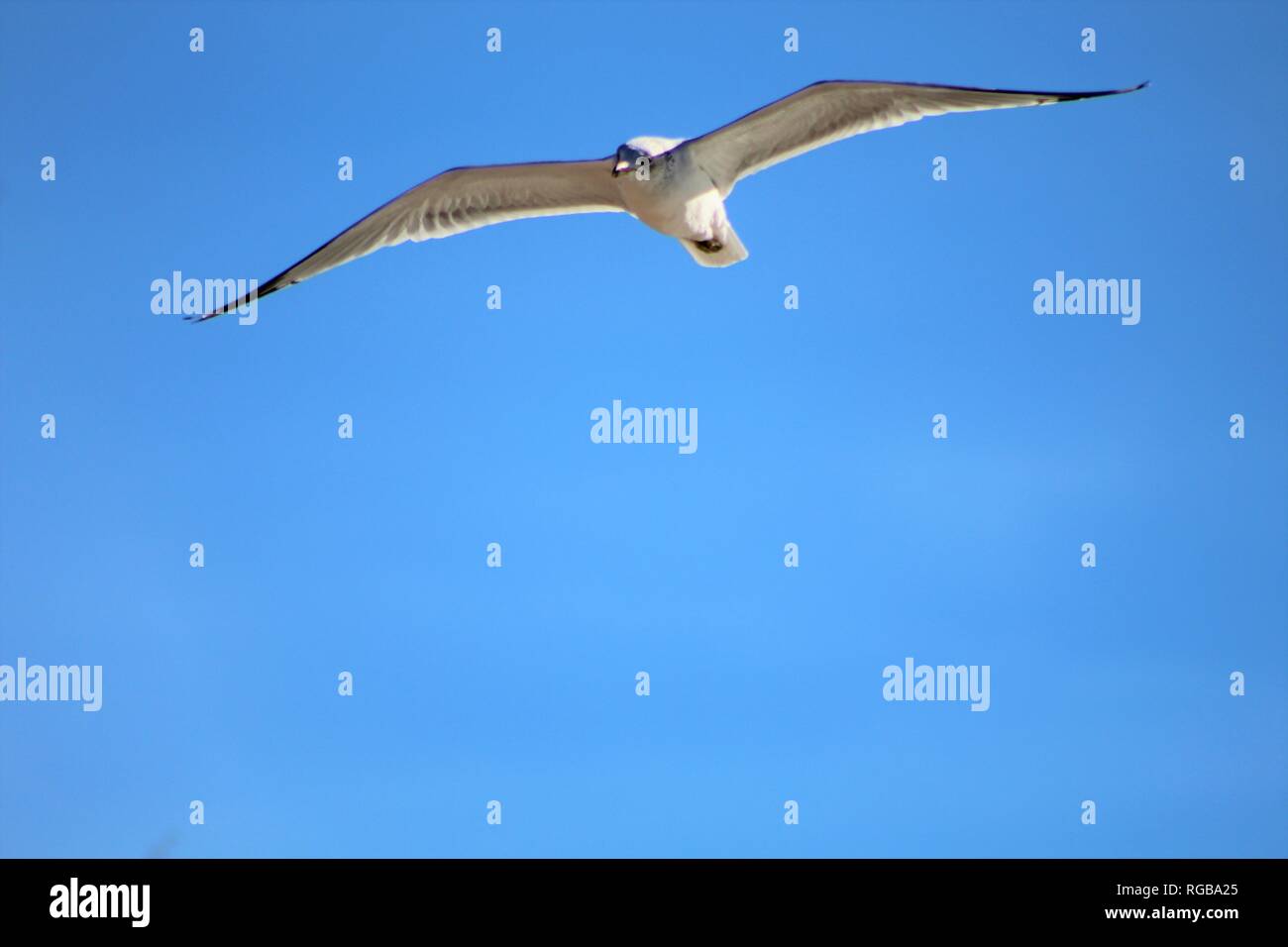 Aringa Gull presso il Fiume Colorado Foto Stock