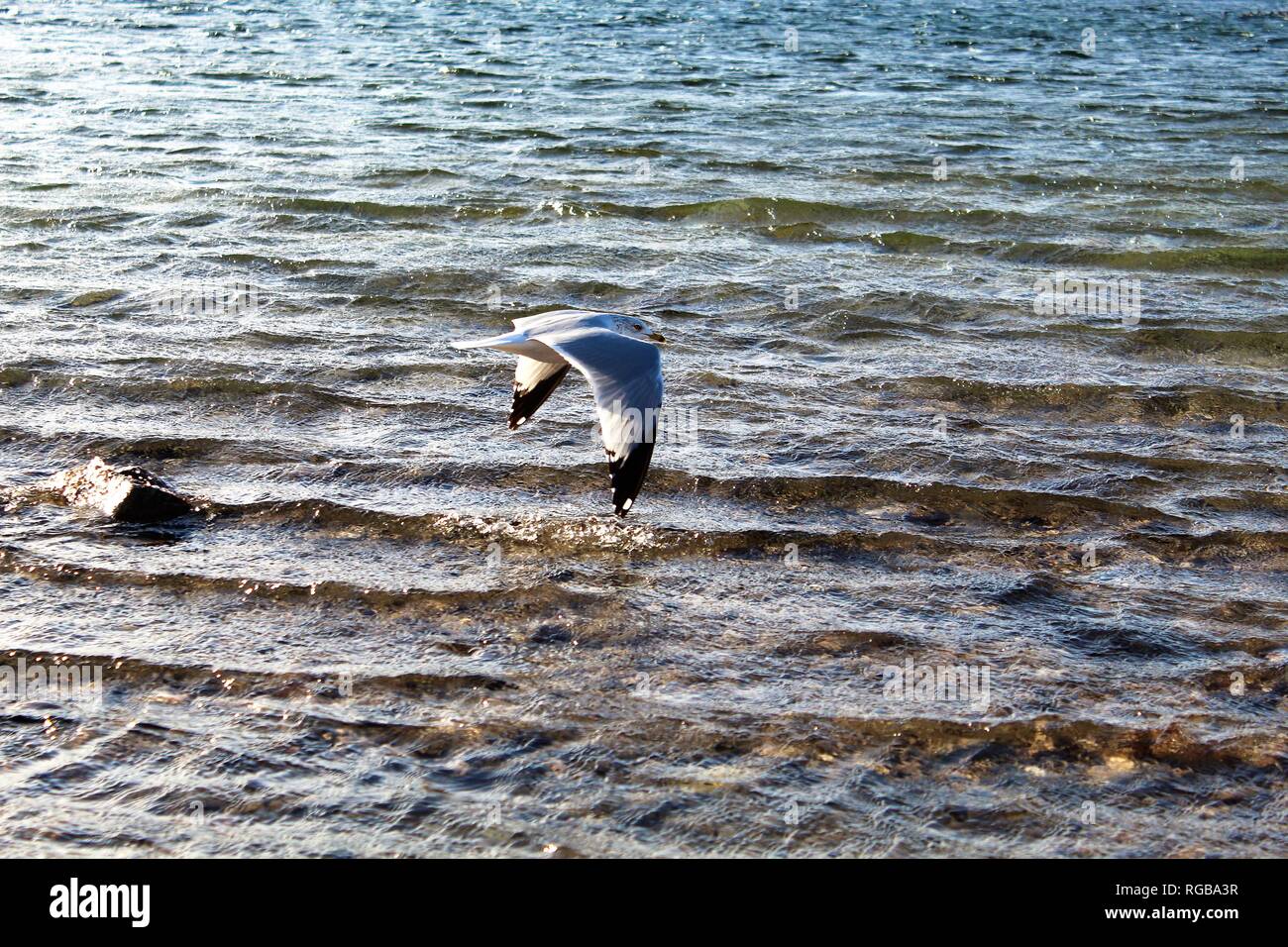Aringa Gull presso il Fiume Colorado Foto Stock