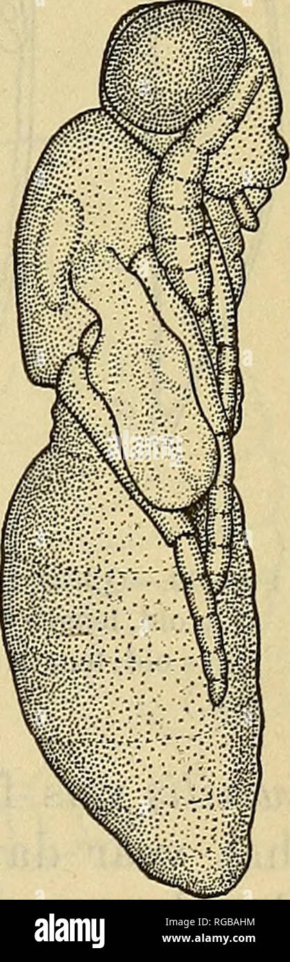 . Bollettino dell'U.S. Dipartimento di Agricoltura. Agricoltura; l'agricoltura. Mosca mediterranea degli agrumi nelle Hawaii. 85 femori, ma le tibiae e tarso sono più giallastra. Lunghezza del corpo circa 2 mm. Per la descrizione originale vedere bollettino del labora- torio di Zoologia, Portici, volume 9, pagina 374 (1914-15). Uovo.-l'uovo è bianco puro, circa 0,11 mm. lungo e sagomato come mostrato in figura 17, d. Larva.-ben coltivate larva è bianco e grub-simili, circa 1,8 mm. lungo (fig. 17. a). Quando visto dal di sopra, spiracles sono evidenti sui segmenti 3-9 (fig. 17, b). Le mandibole sono microscopiche (fig. 17, c). W Foto Stock