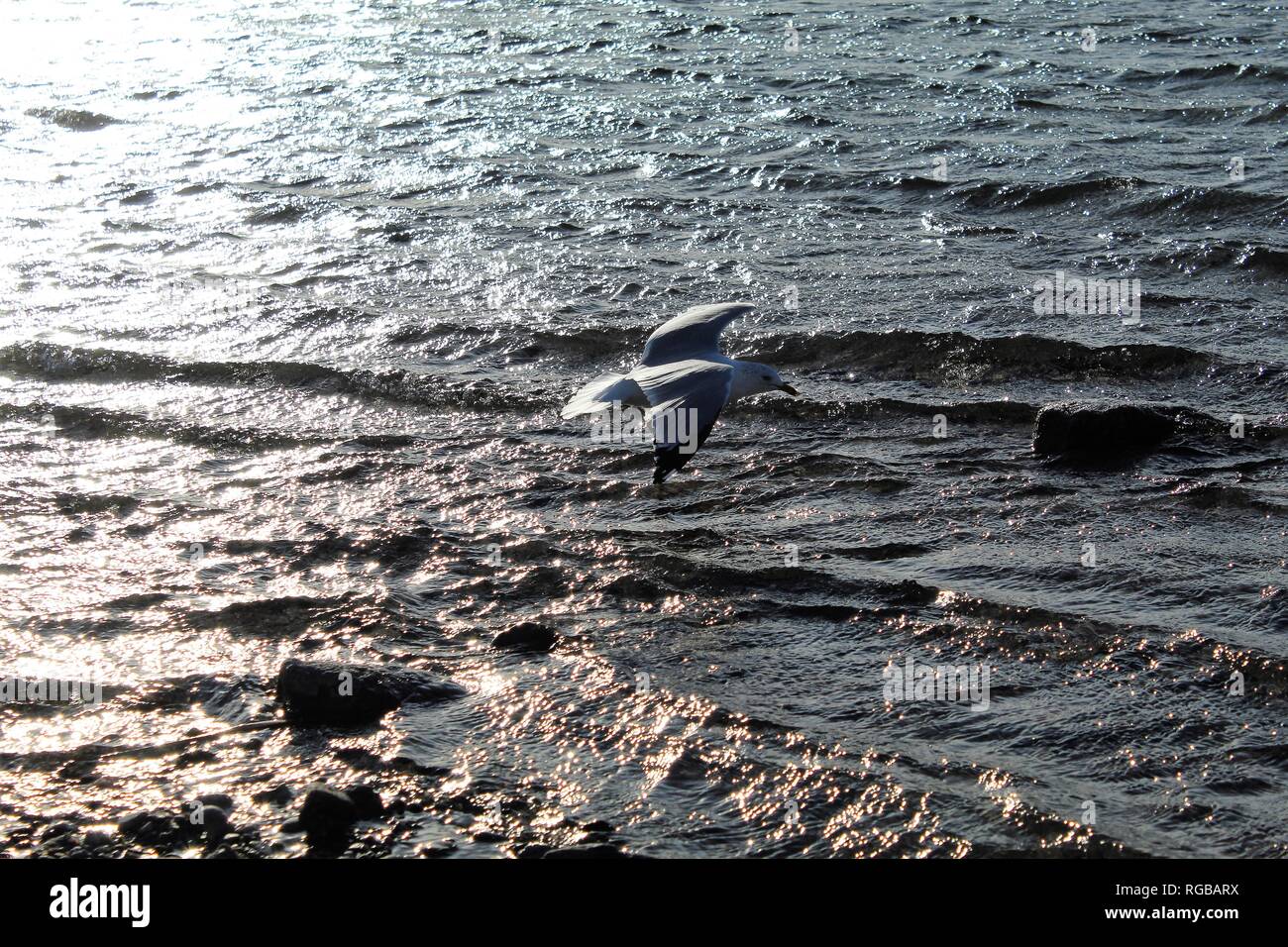 Aringa Gull presso il Fiume Colorado Foto Stock