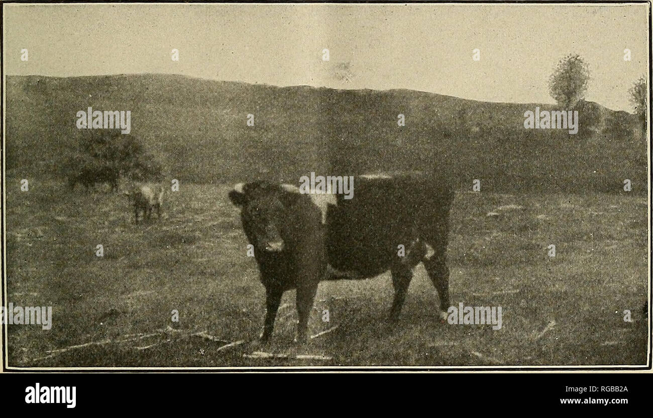 . Bollettino dell'U.S. Dipartimento di Agricoltura. Agricoltura; l'agricoltura. Il pascolo INDUSTEY DEL BLUEGEASS EEGION. 5 in magazzino, a meno che la terra è così bagnato che tagli su male, è anche vantaggioso. Il terreno di un vecchio manto erboso tende a diventare troppo allentata. In un investiga- zione effettuata in Inghilterra^ con una vista a scoprire un metodo di eradi- cating moss da vecchi campi di pascolo, si è trovato che la laminazione era il mezzo più efficace per superare il problema. Tipi di scorte vive sollevata. Un numero considerevole di cavalli e muli, porci, e le pecore sono sollevate in tutta la regione di bluegrass, ma il bestiame predomin Foto Stock