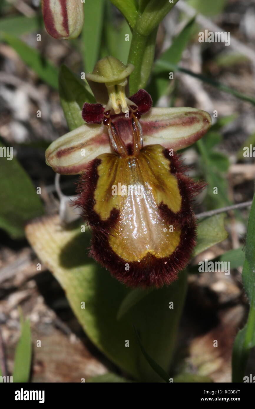 Specchio Hypochromatic Orchidea (Ophrys speculum) con giallo oro labbro sulla costa di Algarve in Portogallo. Foto Stock