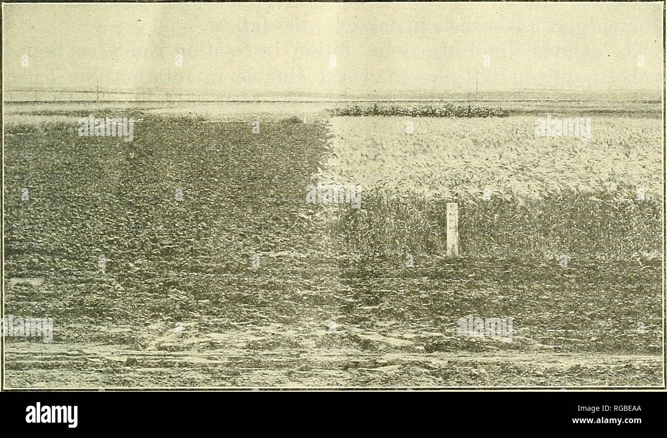 . Bollettino dell'U.S. Dipartimento di Agricoltura. Agricoltura; l'agricoltura. Rotazione e metodi culturali a EDGELEY, N. DAK. 11 Eotation n. 5 è a riposo, frumento e avena. Rotazione n. 8 è fal- bassa, avena e grano. Il grano su maggese in rotazione n. 5 nel 1910. Fig. 2.-Il maggese plat e grano su terreni a riposo in rotazione n. 5 A, Edgeley N. Dak., il 26 luglio 1910, che mostra una condizione ideale del maggese superficie. La mappa catastale di mais e grano su disked massa di mais in rotazione n. 14 sono nelle immediate background. è mostrato in figura 2. Il maggese plat è illustrato nella condizione ideale, un grossolano gran Foto Stock . Bollettino dell'U.S. Dipartimento di Agricoltura. Agricoltura; l'agricoltura. Rotazione e metodi culturali a EDGELEY, N. DAK. 11 Eotation n. 5 è a riposo, frumento e avena. Rotazione n. 8 è fal- bassa, avena e grano. Il grano su maggese in rotazione n. 5 nel 1910. Fig. 2.-Il maggese plat e grano su terreni a riposo in rotazione n. 5 A, Edgeley N. Dak., il 26 luglio 1910, che mostra una condizione ideale del maggese superficie. La mappa catastale di mais e grano su disked massa di mais in rotazione n. 14 sono nelle immediate background. è mostrato in figura 2. Il maggese plat è illustrato nella condizione ideale, un grossolano gran Foto Stock