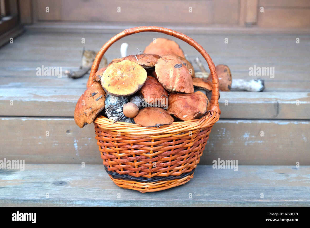 Vita Tranquilla con il raccolto di molti funghi commestibili in marrone vimini cesto su legno casa portico passi esterna frontale vista anteriore orizzontale Foto Stock