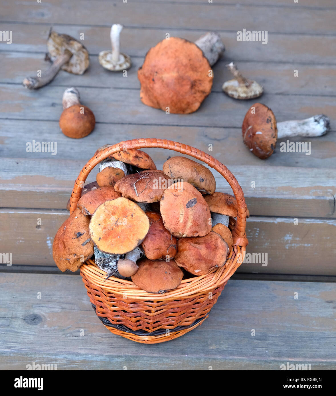Vita Tranquilla con il raccolto di molti funghi commestibili in marrone vimini cesto su legno casa portico passi esterna frontale vista anteriore orizzontale Foto Stock