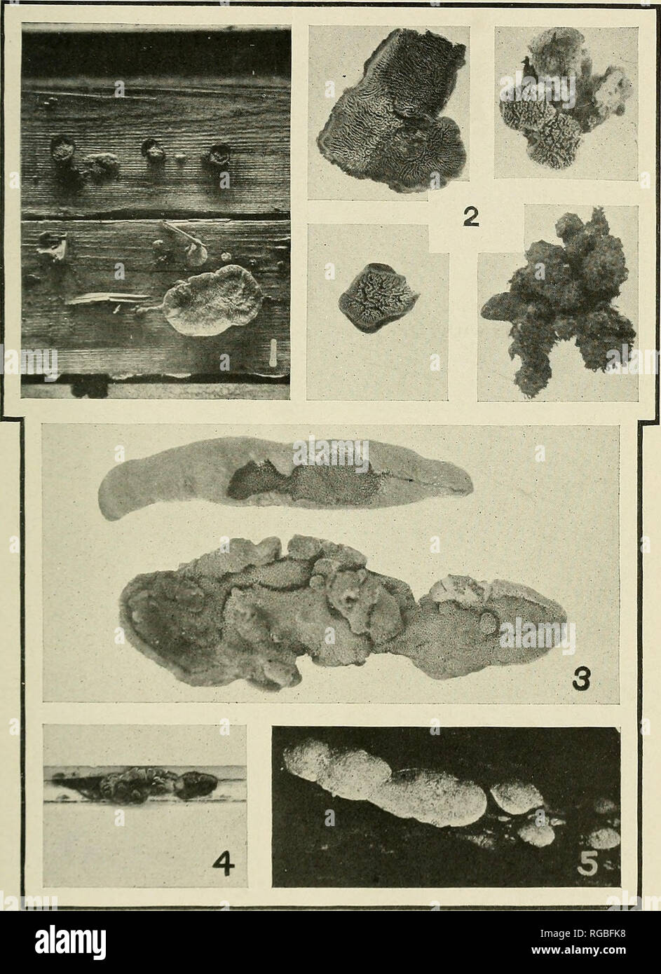 . Bollettino dell'U.S. Dipartimento di Agricoltura. Agricoltura; l'agricoltura. Bui. 1053, U. S. Dipartimento di Agricoltura. Piastra I.. Funghi di importanza economica in decadimento di legnami da costruzione.-I. ≪ I-ifii re I, 2, ;uii<:rin su plunks di armatura-shed che era originariamente beatbea. (Xi) fig.2. Sporophore oi Lenzites sepiaria dal cotone-mill tetto. (X ij). Fig. :;. Sporophore ol Lenzites trabea dal cotone-mill tetto, stesso us thai mostrato sul tetto plank In figura I FlG.4. I.mil, Iraltr.una fruizione corpo tra assi di col,ton- tetto del mulino. ; Mi-e.., tramtU eriali fruttificazione su assi di un tetto che Foto Stock