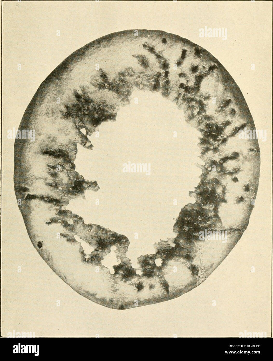. Bollettino dell'U.S. Dipartimento di Agricoltura. L'agricoltura. Bui. 491, U. S. Dipartimento di Agricoltura. Piastra XIII.. Danni al cocomero da Larv/e di melone volare. Sezione trasversale del cocomero che mostra la completa distruzione degli interni dalle larve del melone volare. Nota che il tunnel larvale si estendono attraverso la crosta in tutte le direzioni e che la parte commestibile è stato completamente demolito. (Originale). Si prega di notare che queste immagini vengono estratte dalla pagina sottoposta a scansione di immagini che possono essere state migliorate digitalmente per la leggibilità - Colorazione e aspetto di queste illustrazioni potrebbero non perfettamente res Foto Stock