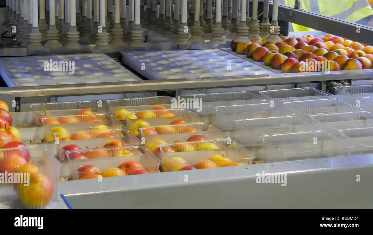 Una macchina automatizzata preleva le mele e li colloca in vassoi di plastica in un Apple capannone di imballaggio in huonville, Tasmania Foto Stock