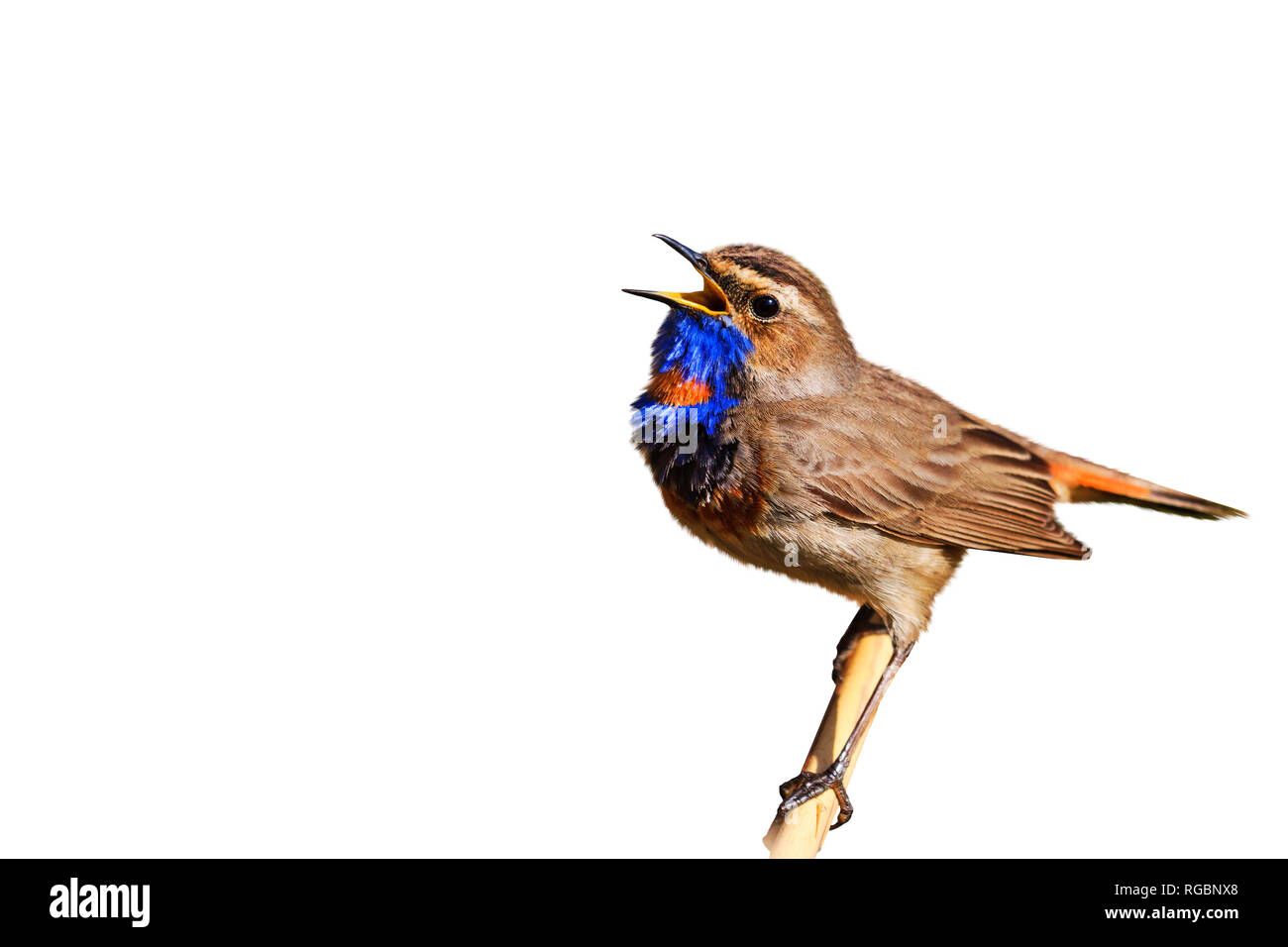 Uccello in un abito di primavera il canto isolato su sfondo bianco Foto Stock