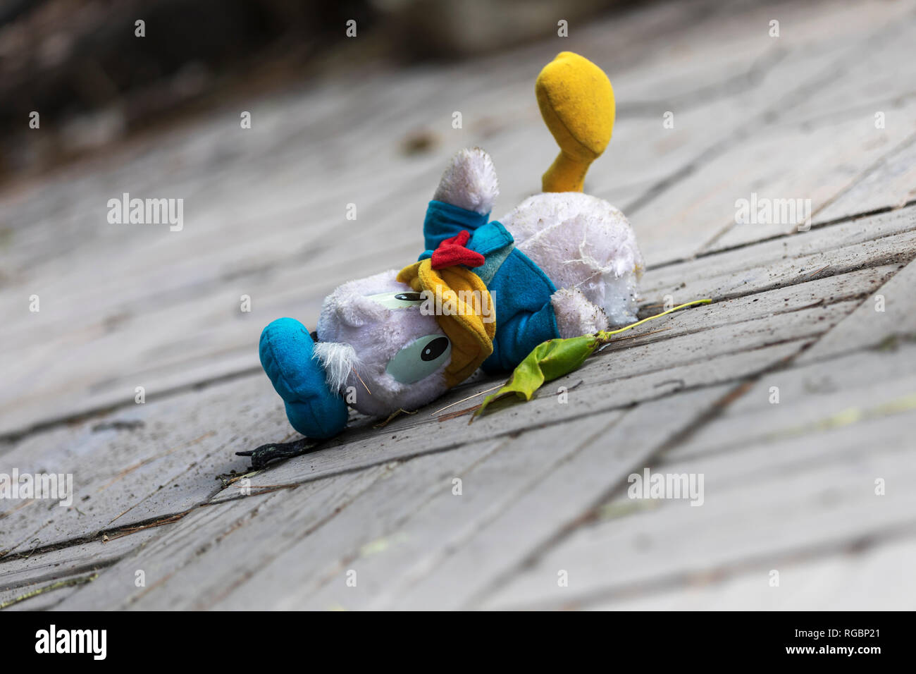Rawdon, Quebec, Canada, 18 Giugno 2018: Scrooge Mcduck giocattolo di peluche sdraiato senza una gamba Foto Stock
