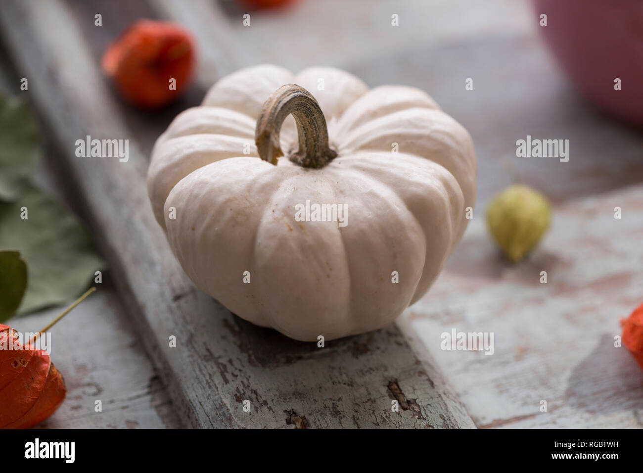 Bianco zucca decorativa Foto Stock
