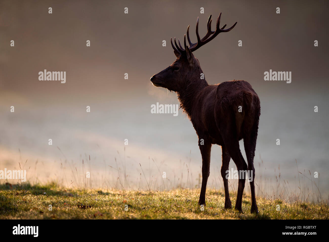 Inghilterra, cervi, Cervus elaphus Foto Stock