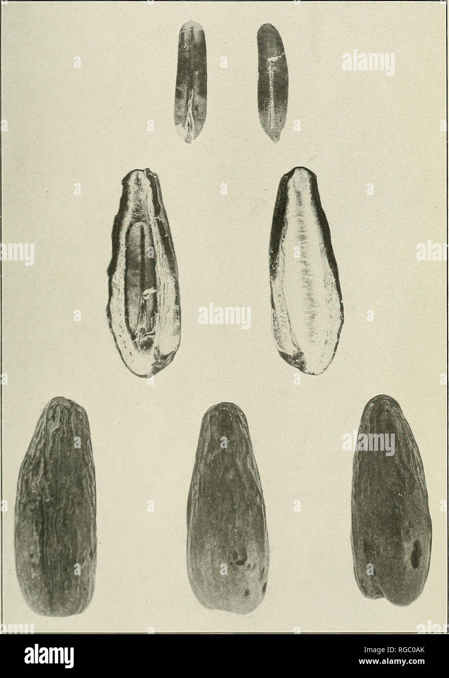 . Bollettino dell'U.S. Dipartimento di Agricoltura. Agricoltura; l'agricoltura. Bui. 271, U. S. Dipartimento di Agricoltura. Piastra V.. Campioni di Barakawi data, il Chief varietà commerciale del Sudan; da merowe, ma noto come ibrimi nei mercati egiziano. (Naturale slze.). Si prega di notare che queste immagini vengono estratte dalla pagina sottoposta a scansione di immagini che possono essere state migliorate digitalmente per la leggibilità - Colorazione e aspetto di queste illustrazioni potrebbero non perfettamente assomigliano al lavoro originale. Stati Uniti. Dipartimento di Agricoltura. [Washington, D. C. ?] : il dipartimento : Supt. di Docs. , G. P. O. Foto Stock