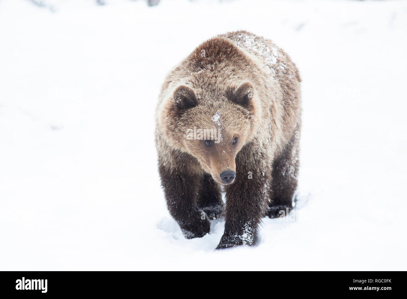 Orso bruno in snow Foto Stock