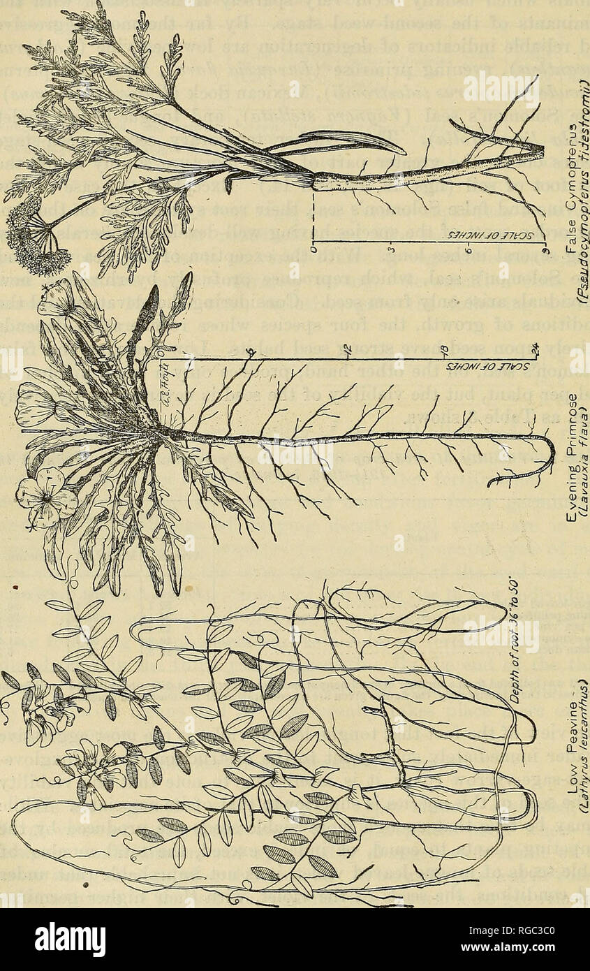 . Bollettino dell'U.S. Dipartimento di Agricoltura. Agricoltura; l'agricoltura. 38 BULLETIISr 791, U. S. DEPAETMENT dell agricoltura, accanto alla lingua-lasciava violetta, enagra tlie è più ag- gressive e abbondanti. Questa specie è seguita in aggressività da. Dock messicani, il cui aumento è tenuto sotto controllo ad un appreci- in grado misura, tuttavia, dal fatto che essa è più gradita dal magazzino. Si prega di notare che queste immagini vengono estratte dalla pagina sottoposta a scansione di immagini che possono essere state migliorate digitalmente per la leggibilità - Colorazione e aspetto di queste illustrazioni possono non assomigliare perfettamente Foto Stock