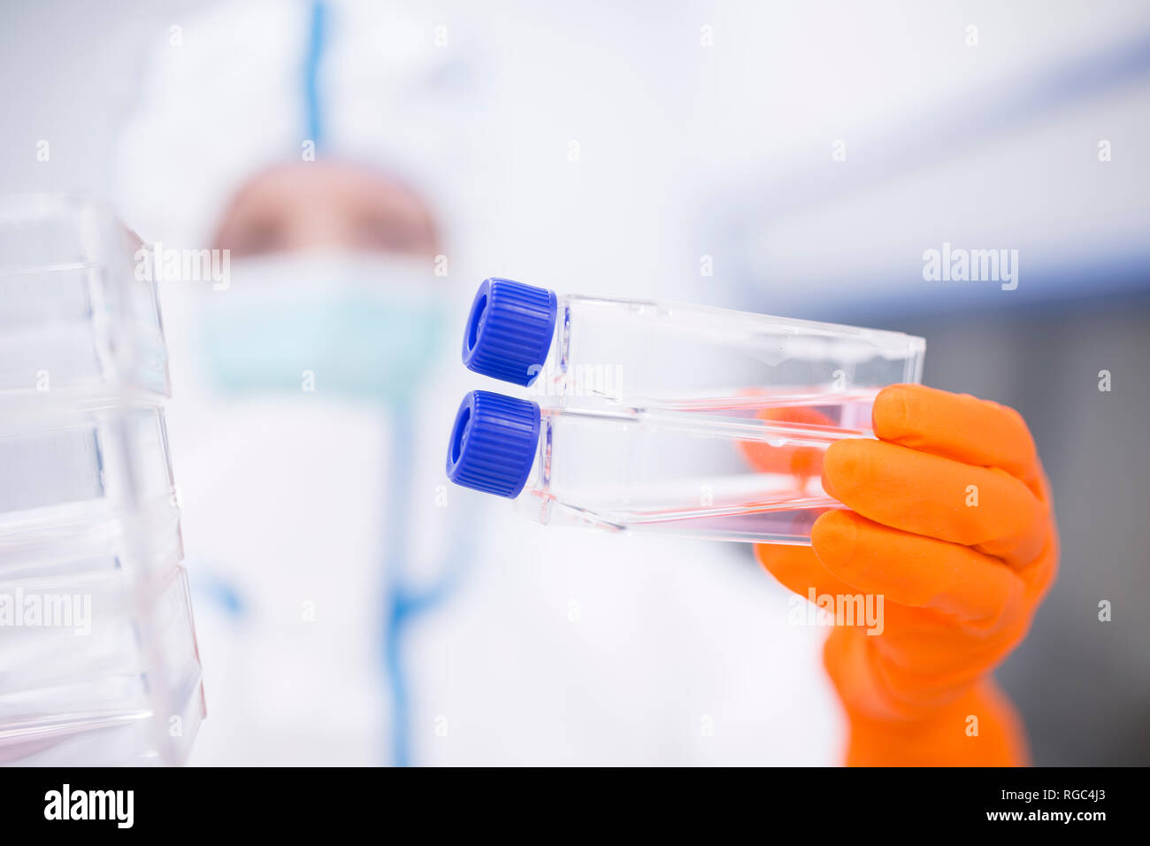 Stelo di piantagioni in contenitori di coltivazione per la produzione di droghe Foto Stock