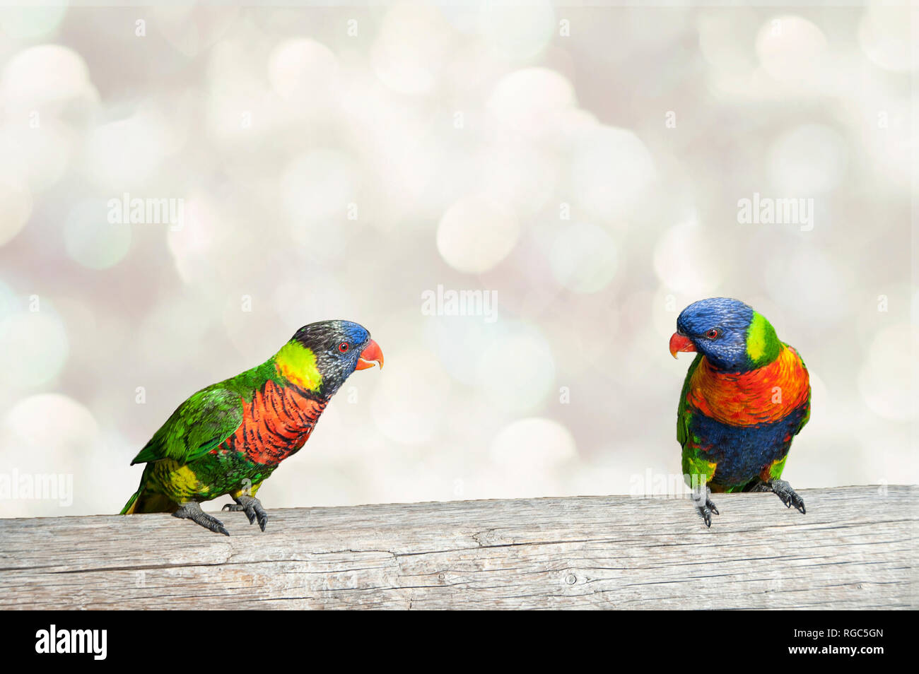 Parrocchetti in conversazione sul tronco di albero Foto Stock