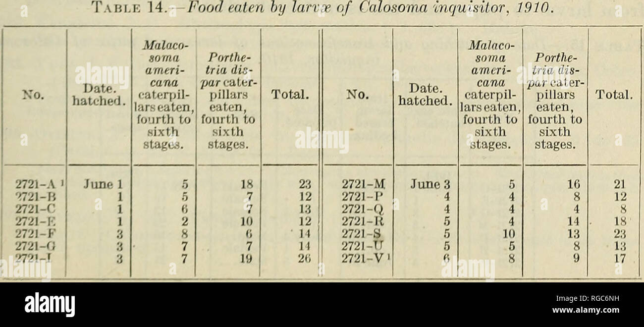 . Bollettino dell'U.S. Dipartimento di Agricoltura. Agricoltura; l'agricoltura. Il genere CALOSOMA. 59 non è come hardy una specie come sycophanta o le specie di Calosoma nativo di New England. In ogni caso la possibilità di diventare estabhshed in questo paese sono molto piccole. L'UOVO. L'uovo è yellowisli-bianco, ellittica, generalmente rastremata verso una estremità. dodici uova fresche ha dato le seguenti misurazioni di media: lunghezza, 4,3 mm.; larghezza, 2,4 mm. Settantanove le uova sono stati depositati da una femmina tra il 24 Maggio e Giugno 10, 1911, e questi richiesto una media di 9,6 giorni per berlina. Una settantina di uova Foto Stock