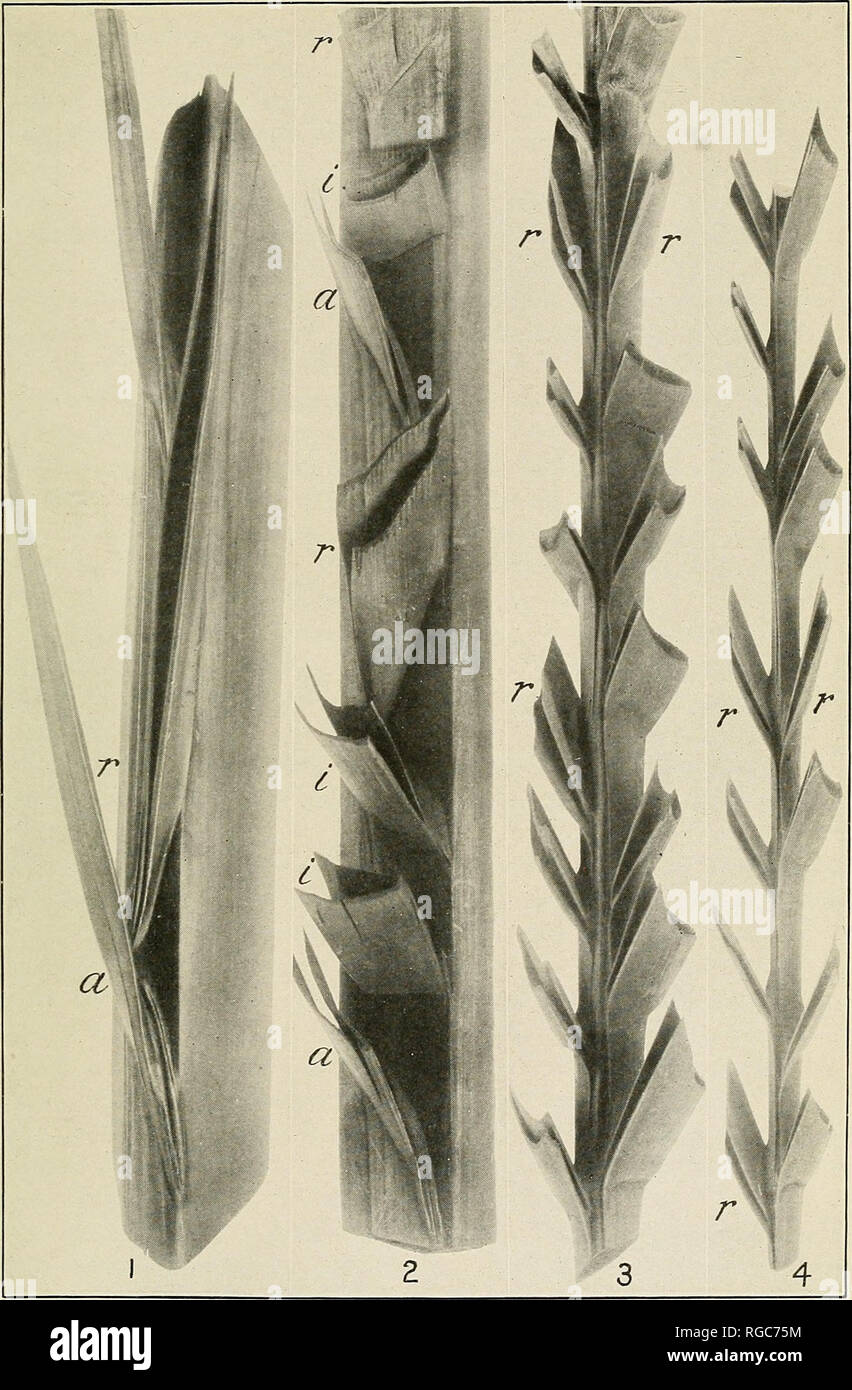. Bollettino dell'U.S. Dipartimento di Agricoltura. Agricoltura; l'agricoltura. Bui. 223, U. S. Dipartimento di Agricoltura. Piastra V.. Quattro sezioni di una data Menakher foglia. (Quasi la dimensione naturale). Fig. 1.-un profilato anta in prossimità della base, che mostra un gruppo associato, a, r, di molto acuta di spine. Fig. 2.-una sezione a 8 piedi, che mostra un gruppo quadrupla., 0, i, i, r, sotto e una tripla, un gruppo i, r, sopra. Figg. 3 e 4.-sezioni in corrispondenza di 10 e 12 piedi, che mostra alcune ben definito retrorse pinnse, r, r. Gli altri classe come introrse, e non i gruppi normali può essere determinata. Si prega di notare che queste immagini vengono estratti Foto Stock