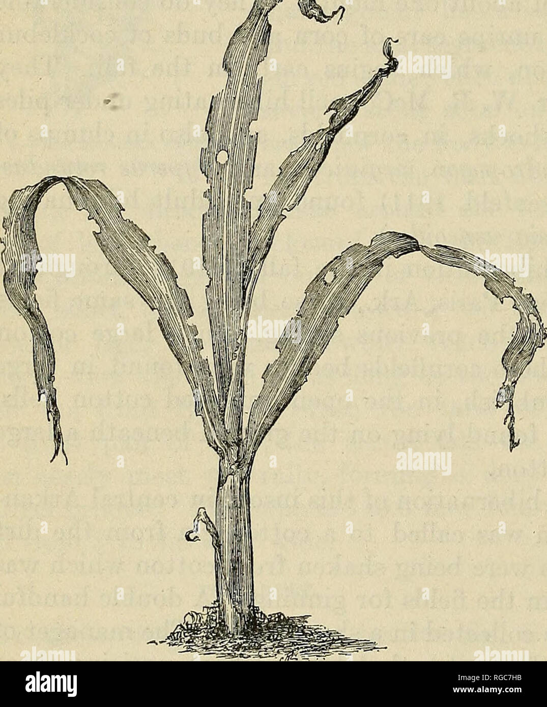 . Bollettino dell'U.S. Dipartimento di Agricoltura. Agricoltura; l'agricoltura. Bollettino 221, TJ. S. Dipartimento di Agricoltura. essere trovati. Tuttavia, nel mucchio di rifiuti e residui di sporco sul lato del gin che era stato gettato dalla coclea di sporco diversi frammenti di coleotteri morti sono stati trovati. Il manager di questo gin potrebbe non dare alcuna informazione per quanto riguarda il verificarsi dei coleotteri. Egli aveva notato, tuttavia, alcuni grandi brown casi verificatisi piuttosto numerously inizio in autunno, probabilmente i casi di pupa della foglia di cotone-worm {Alabama argillacea Hiibn.). Colture danneggiato. Il mais è il solo cultivat Foto Stock